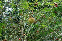 img_0020-7