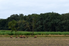 img_0035-5