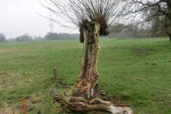 06.04.2014 Der Norden wandert ... im NSG Höltigbaum