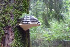 06.10.2012 Herbstwanderung des Wandervereins 2012