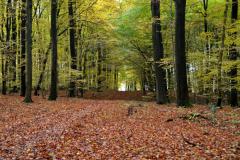 07.11.2012 Wanderungen in der Brilliter Schweiz 2009 und 2012