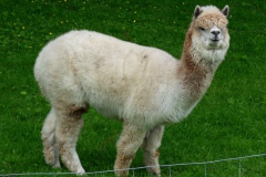 SAMSUNG DIGITAL CAMERA