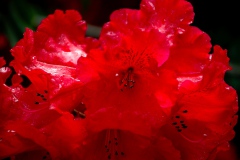 img_0030-11