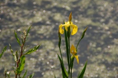 img_0019-3