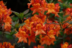 img_0033-3