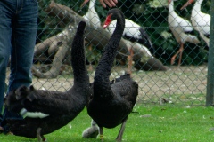 img_0015-21