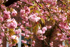 img_0010-51
