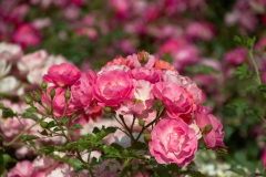 img_0005-28