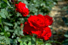 img_0006-27