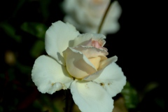 img_0007-27