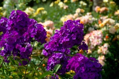img_0009-28