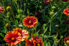 P1010279