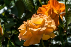 P1010300